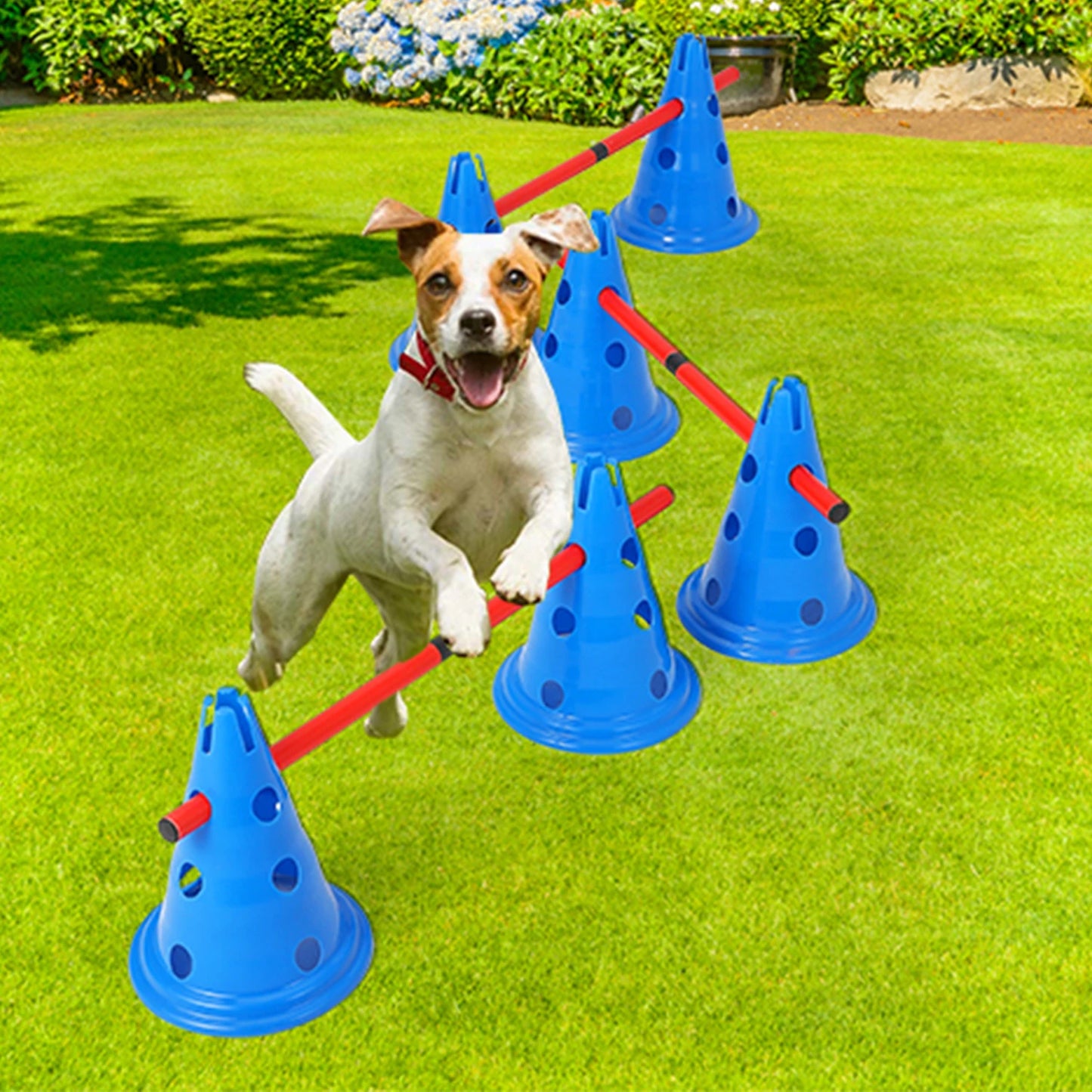 Dog Agility Course Backyard Set Training Equipment