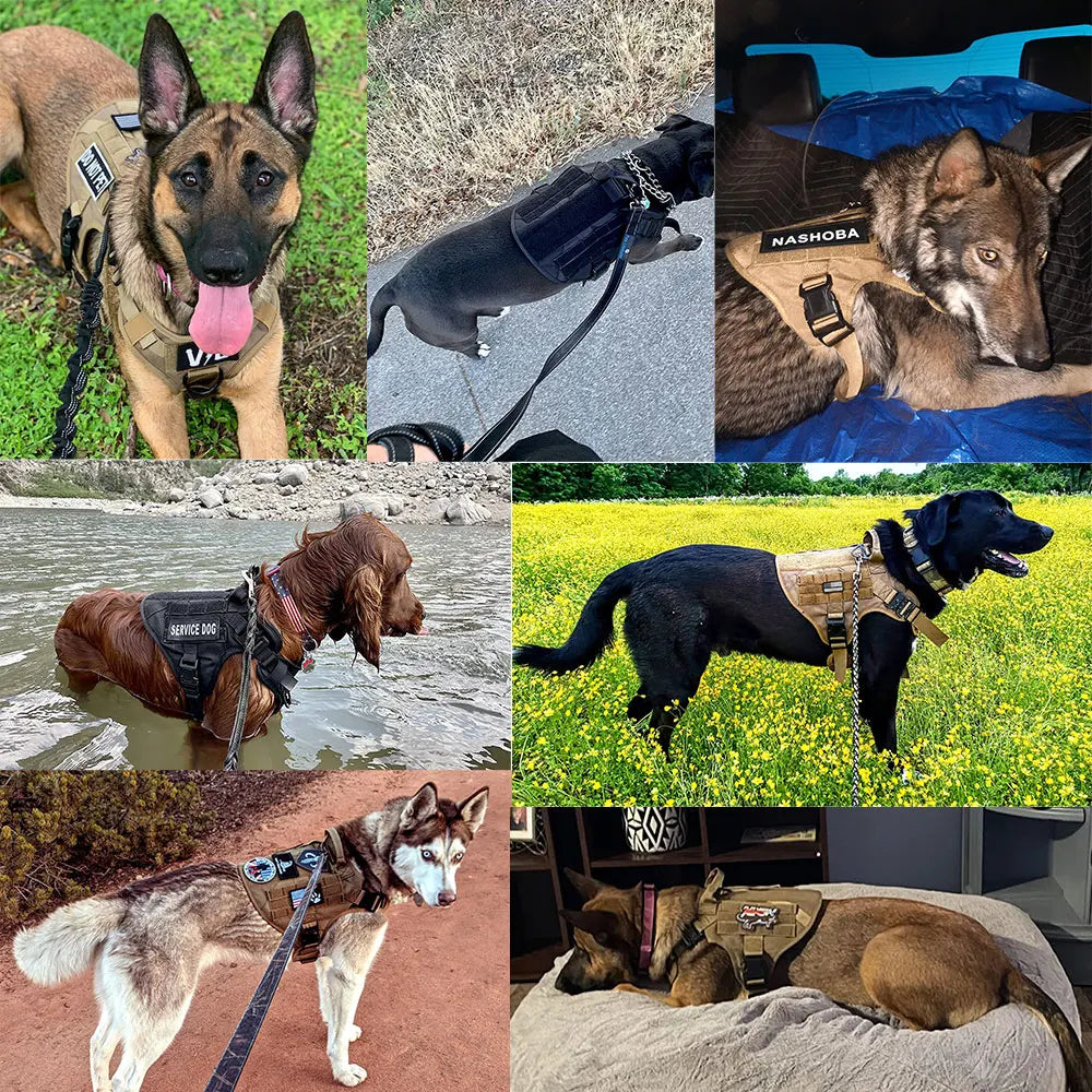 Large Dog Harness Collar Leash Bags Patches
